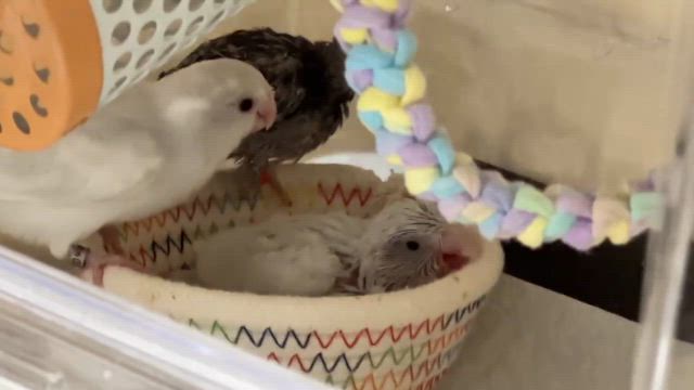 ※6/24追記あり【代理募集-⑨】マメルリハのヒナちゃんご家族募集中！の記事動画