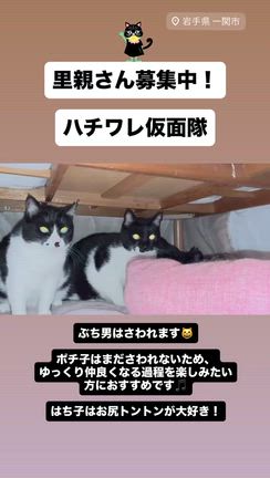 里親さん募集中！【ぶち男♀】仮面の下の素顔は…の記事動画