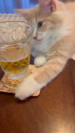 夏至とニャンコの記事動画