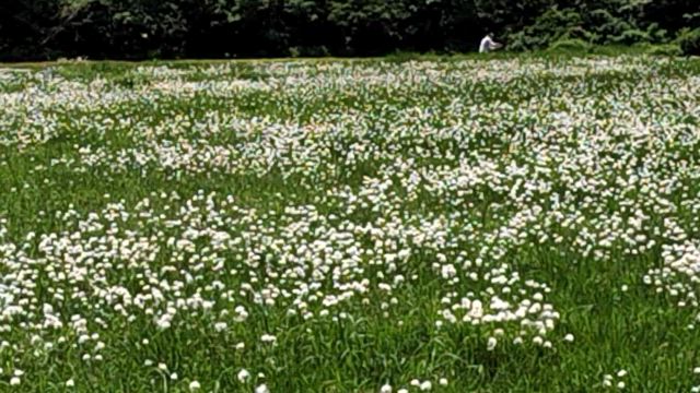 梅雨の晴れ間に湿原への記事動画
