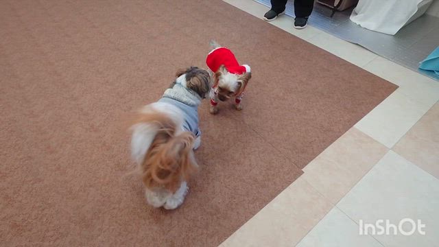 12月18日『いぬのようちえん』の記事動画