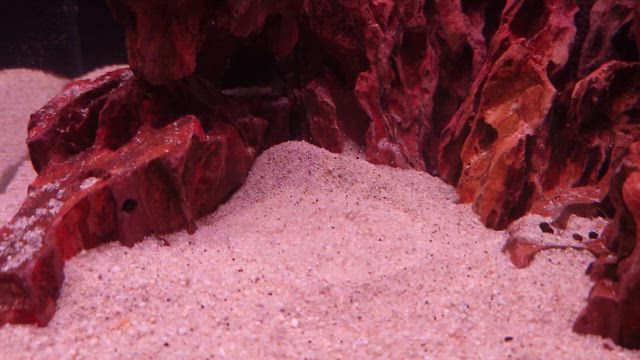 新たにレイアウト水槽作製中&週末特価！の記事動画