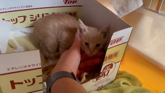 本日は譲渡会です！！！の記事動画