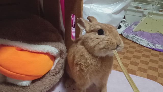 素敵便の記事動画