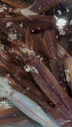 イカ便近況報告の記事動画