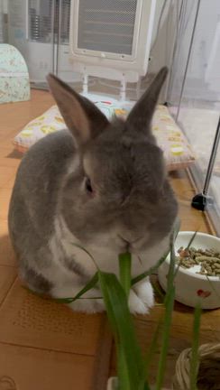 おいしいねの記事動画