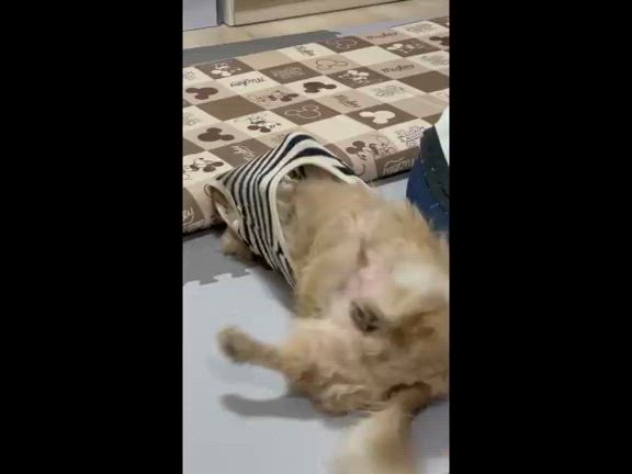 アニマルコミュニケーションで築く「永遠の絆」  心のアンテナでつながるということ♡の記事動画