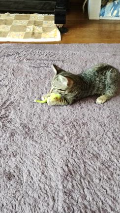 ブルーベリーが開花しましたの記事動画