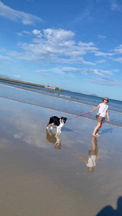 歌姫の復活・熱唱に涙した後、波打ち際をイヌと走る朝。の記事動画