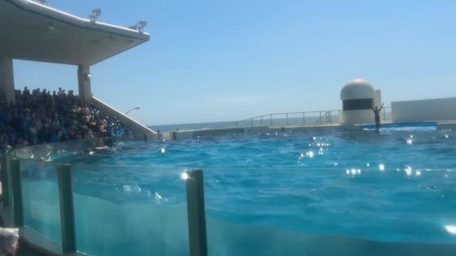 鴨川シーワールドに行ってきましたの記事動画