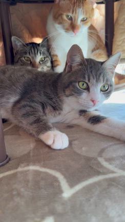 じゃない、洋服ブラシの記事動画