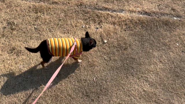 春のような陽気の記事動画