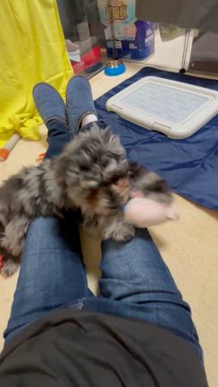 ワンコ帰りましたの記事動画