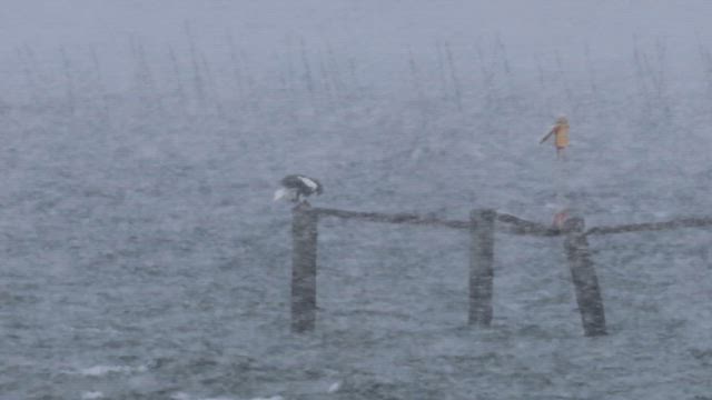 強風雪の中での記事動画