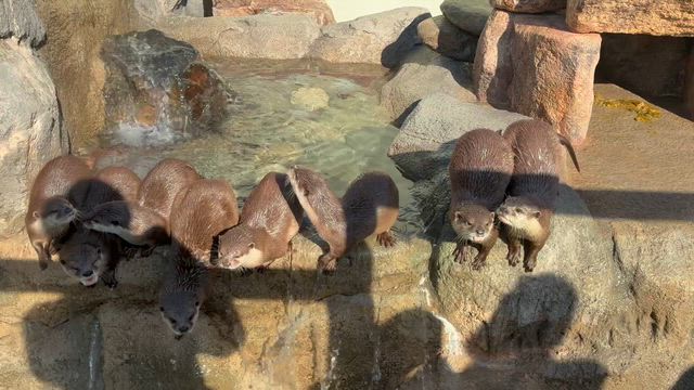 やまぐち日記830  週末はのんびり徳山旅行　1.〜徳山動物園〜の記事動画