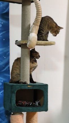 尺タケノコ・クロソイ連発？？？IN【渥美半島】の記事動画