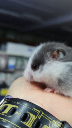 可愛いハムスター選んで来ましたの記事動画