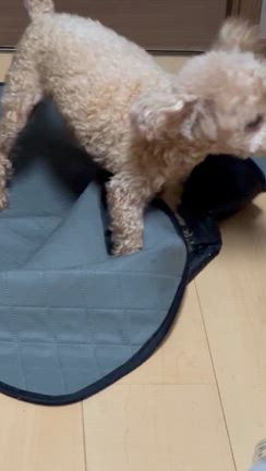 うちの怒りん坊のビャビィくん♪(´ε｀ )の記事動画