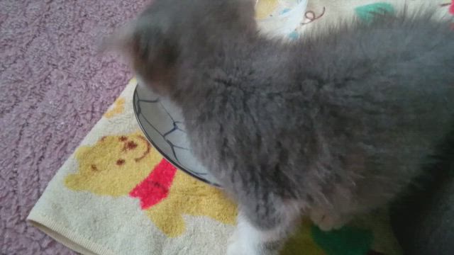 明日はお祝いだっピィよの記事動画