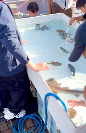 三崎港町まつりの記事動画