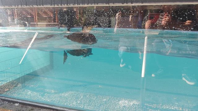 日本一のソフトクリーム屋さんと海鵜の記事動画