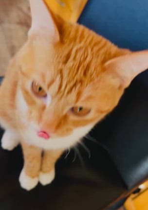 ちょっとお久しぶりです〜の記事動画