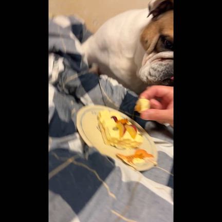 お詫びケーキの記事動画