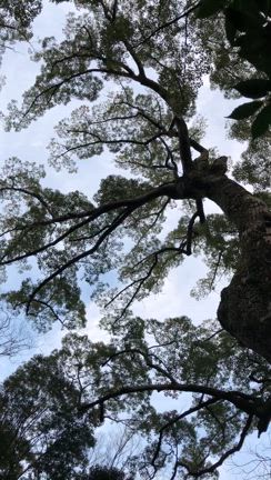 月読宮の御神木の記事動画