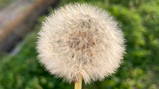 つくしの記事動画