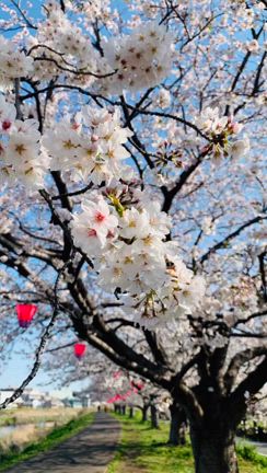 お花見と動画と高校入学式♪の記事動画