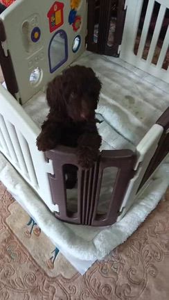 新しいおうちへ...！の記事動画