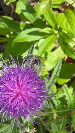 マルハナバチがアザミで食事中の記事動画