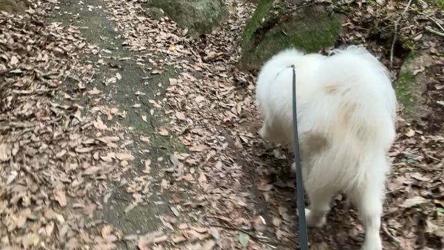 本日秋冬営業スタートですの記事動画