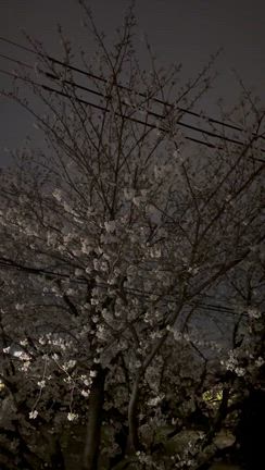 こどもたちの記事動画