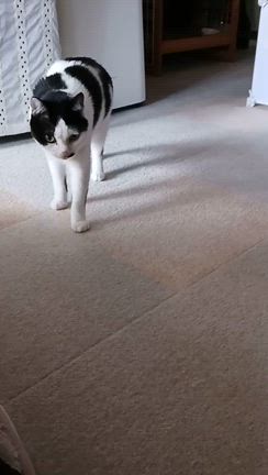 がんばれ、ぼたん‼️22・穏やかな日々の記事動画