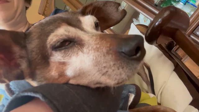 ショパンコンクール　私感の記事動画