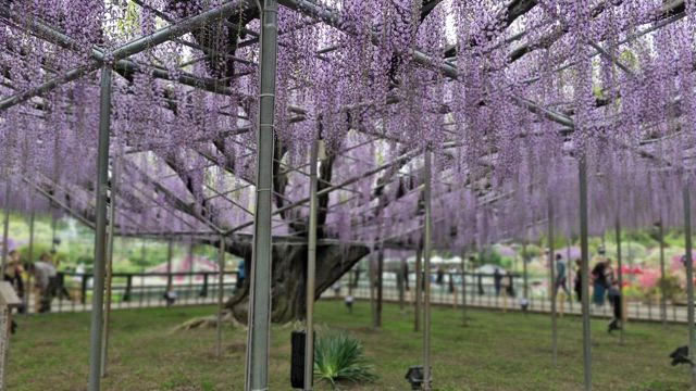 5月の定休日と営業時間とフラワーパークの記事動画