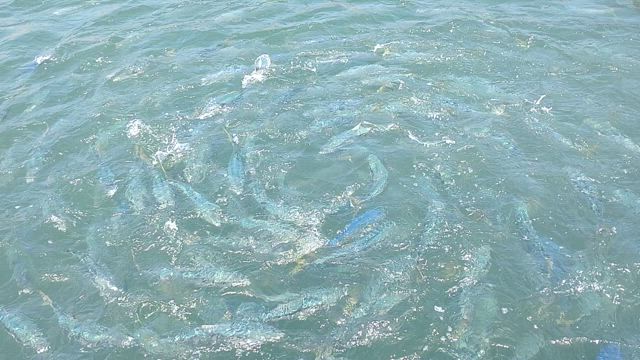 2025瀬戸内国際芸術祭（夏会期①）の記事動画