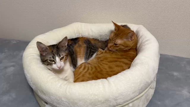 幸せきっぷ(ララ)の記事動画