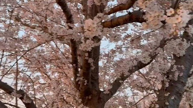 4/5（日）写真や動画で癒されるの記事動画
