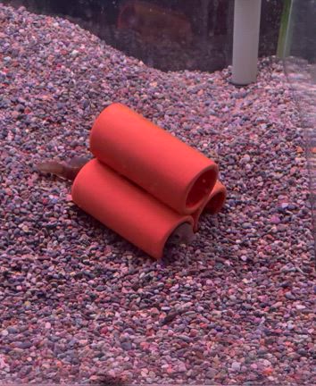 人工食べるようになりました！の記事動画