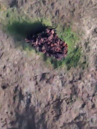 太古の森へタイムスリップ！ー高知県安芸市「伊尾木洞」の記事動画