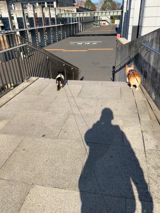 ゆっくりできない、日曜日。の記事動画