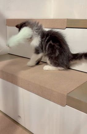 ノエルくん里親募集中！の記事動画