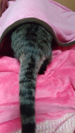 三宅健くんの新曲☆ずまさんとIMP.コラボ♪の記事動画