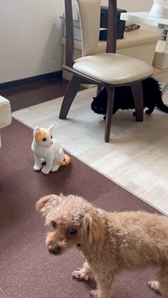 変身❗️の記事動画