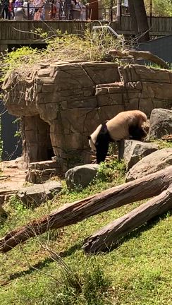 ワシントンDC 無料でパンダに会える！スミソニアン国立動物園　後編の記事動画