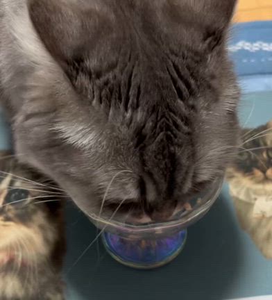 2025/08/04の記事動画