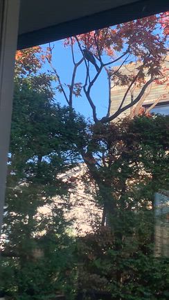 日本人✨落札しました㊗️の記事動画