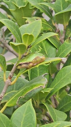 神様の使い、今年もみ～つけた！！の記事動画